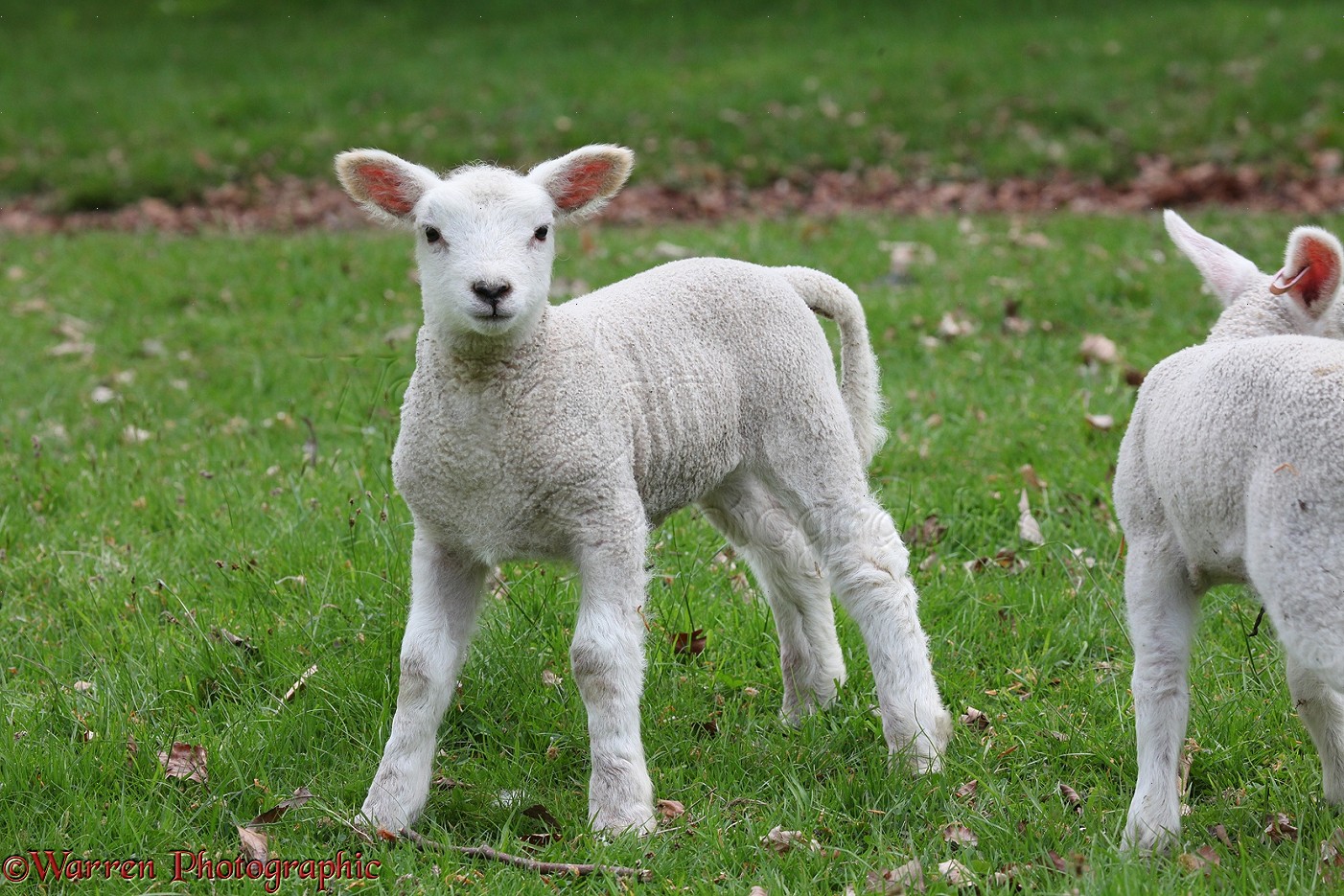 Lamb, 1 week old